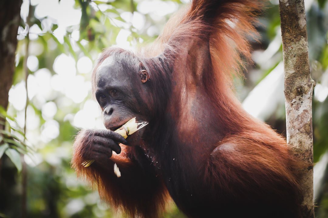 ruta por indonesia orangutan en borneo